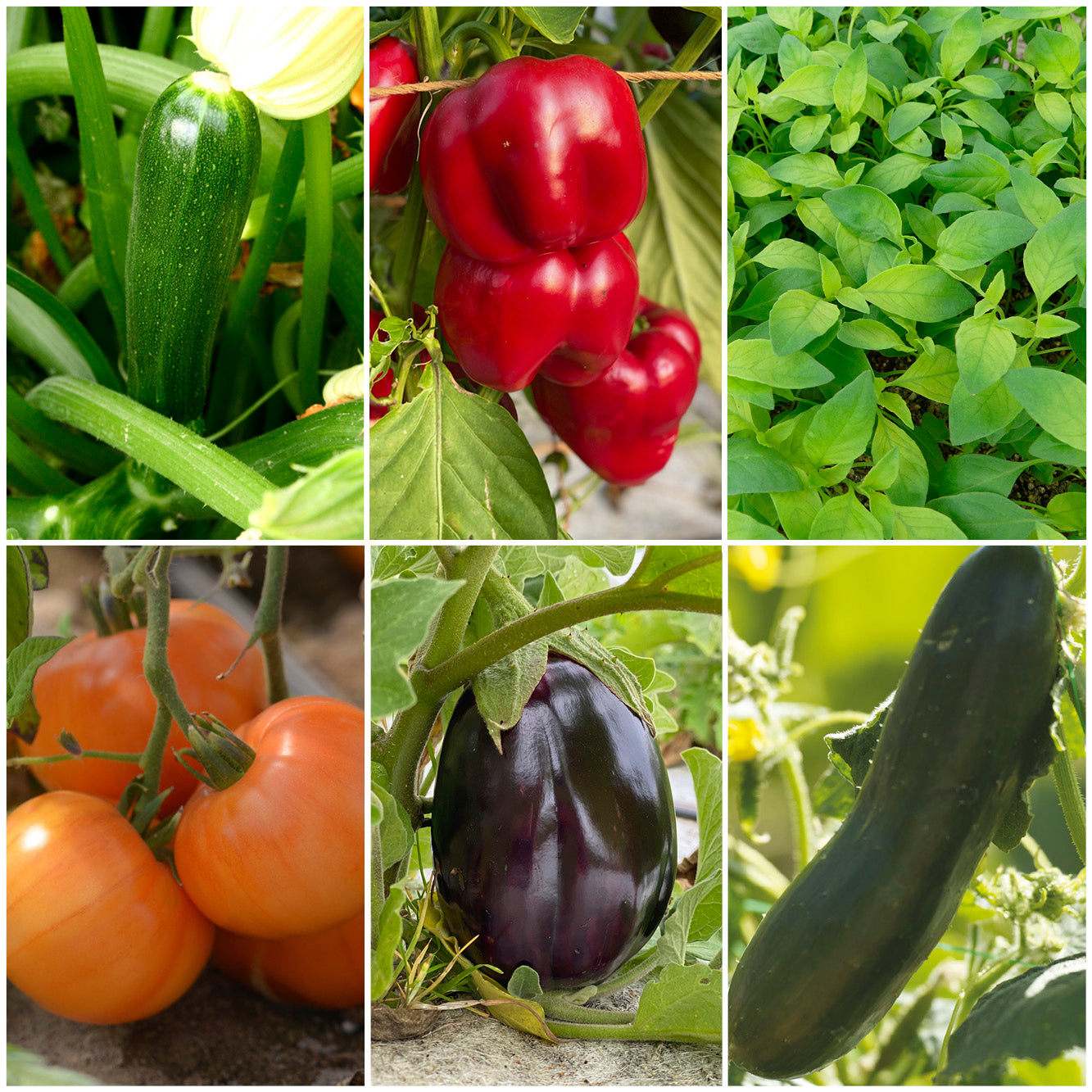 SÉLECTION "LES INDISPENSABLES DU POTAGER"