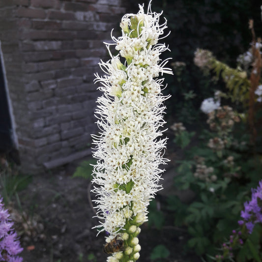 LIATRIS SPICATA FLORISTAN AB 