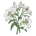 Lily (oder Lily)