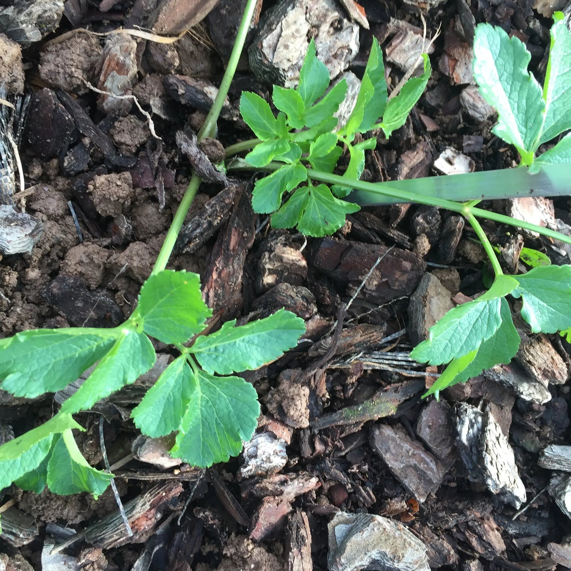 MACERON CELERI PERPETUEL AB - PLANT 