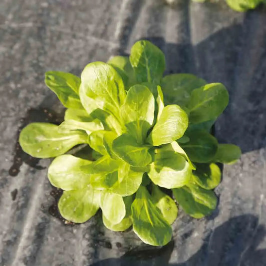 MACHE VERTE DE CAMBRAI AB 