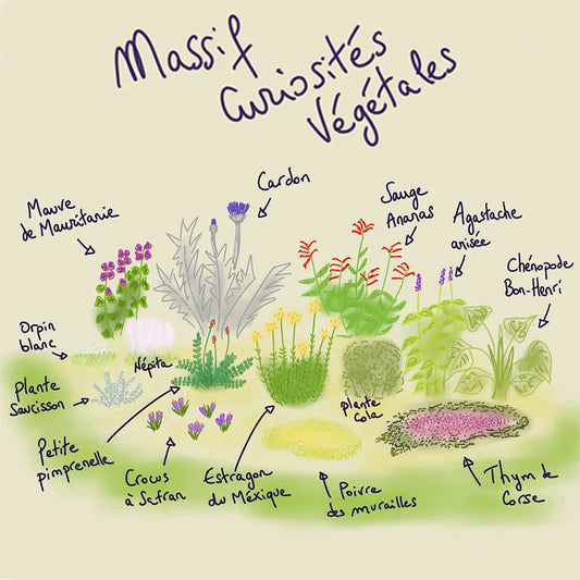 MASSIF CLÉ EN MAIN 12 M² - CURIOSITÉS VÉGÉTALES 