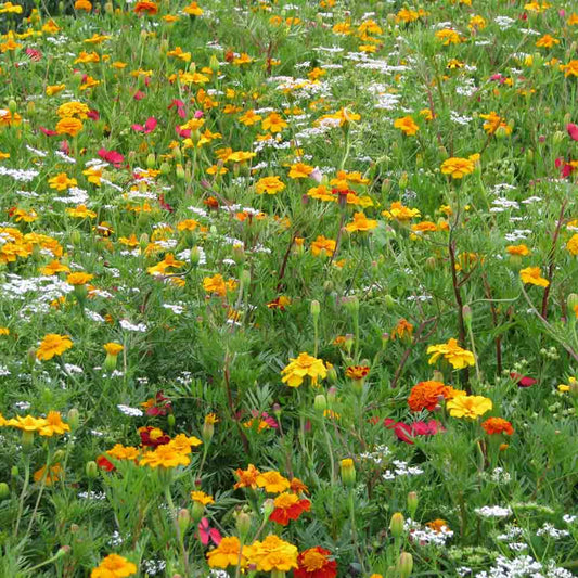 MELANGE FLEURI - ANTI-PUCERONS NT 