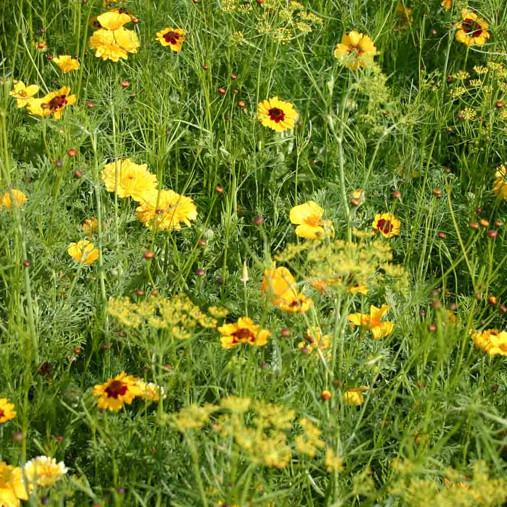 MELANGE FLEURI - CAMAIEU JAUNE  NT 25 g 