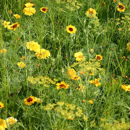 MELANGE FLEURI - CAMAIEU JAUNE  NT 25 g 