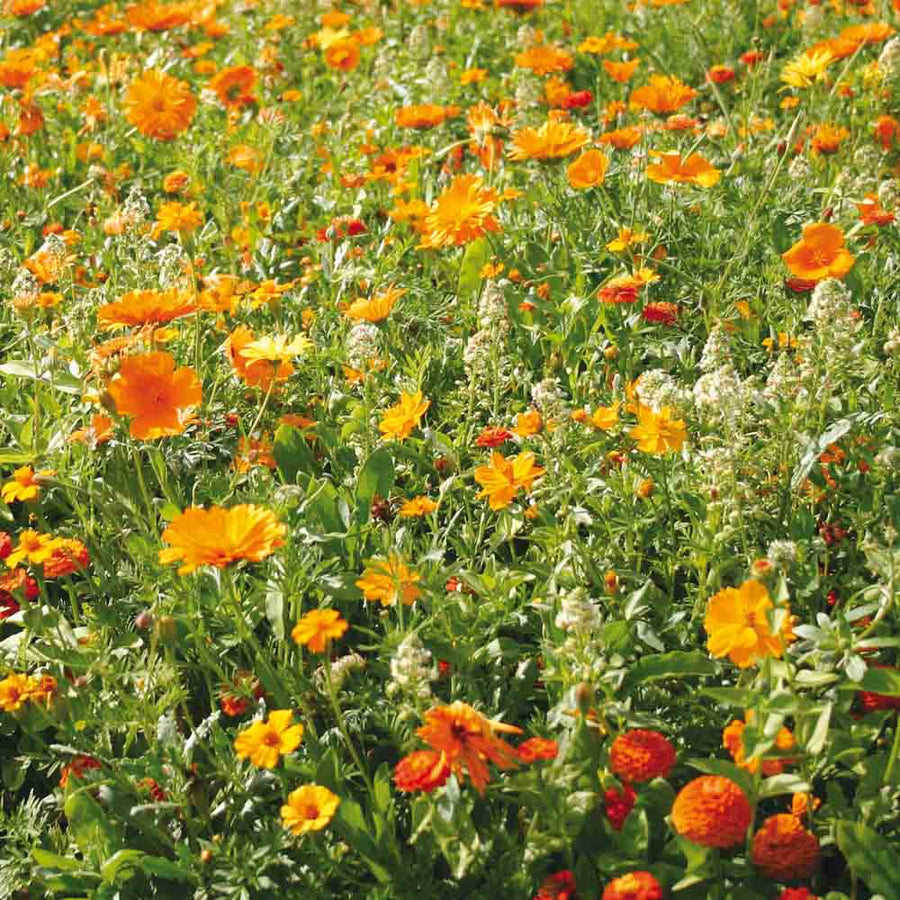 Fleurs orange