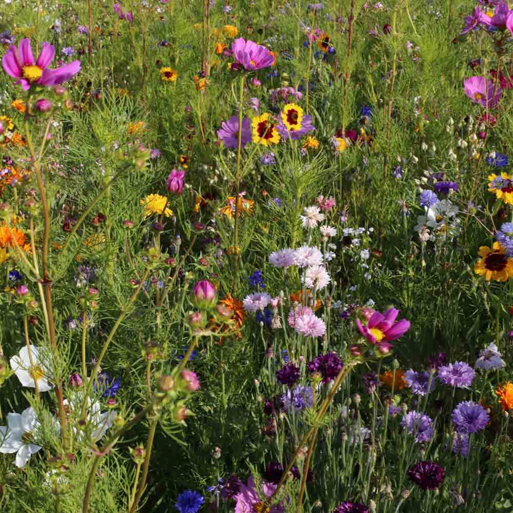 MELANGE FLEURI - CHALEUR ESTIVALE  NT 25 g 
