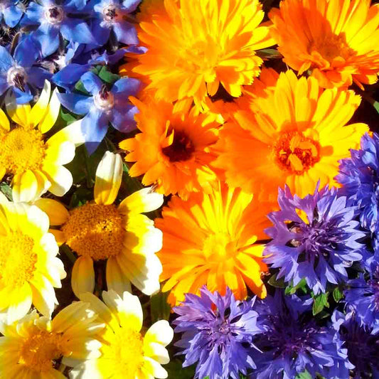 MELANGE FLEURI - COMESTIBLE AB 