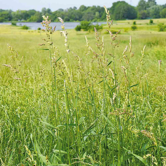 MELANGE FLEURI - GRAMINEES POUR MILIEU HUMIDE NT - VRAC NT 