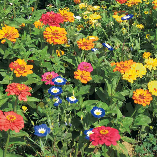 MELANGE FLEURI - MELLIFERES POUR BALCON NT 5 g 