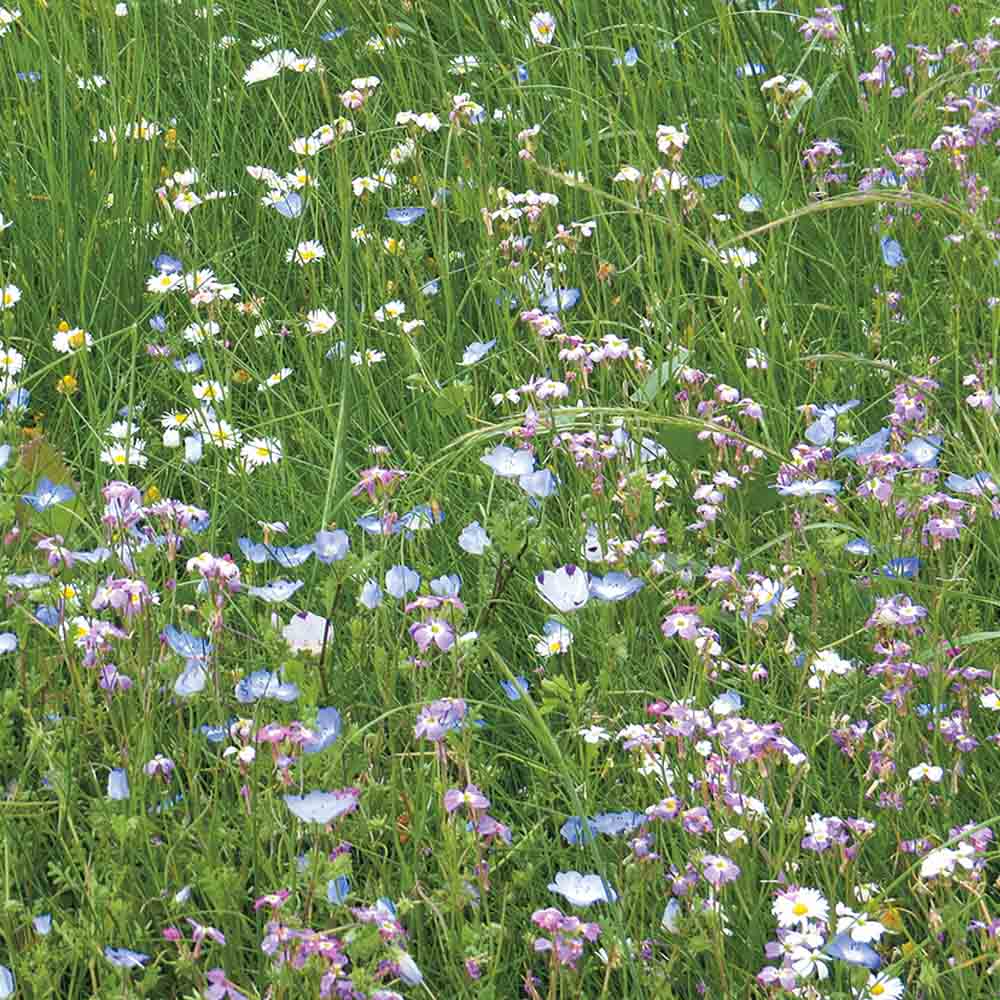 MELANGE FLEURI - PELOUSE FLEURIE  NT 25 g 