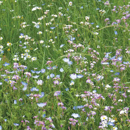 MELANGE FLEURI - PELOUSE FLEURIE  NT 25 g 
