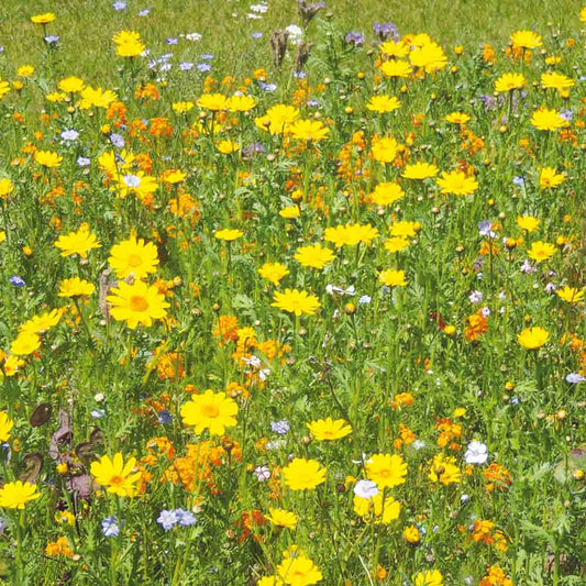 MELANGE FLEURI - VIVACES POUR OISEAUX  NT 25 g 