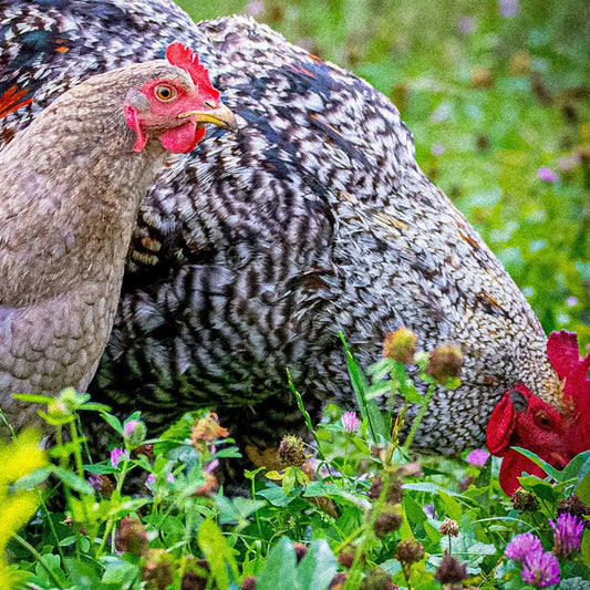 MÉLANGE PRAIRIE POUR LES POULES AB