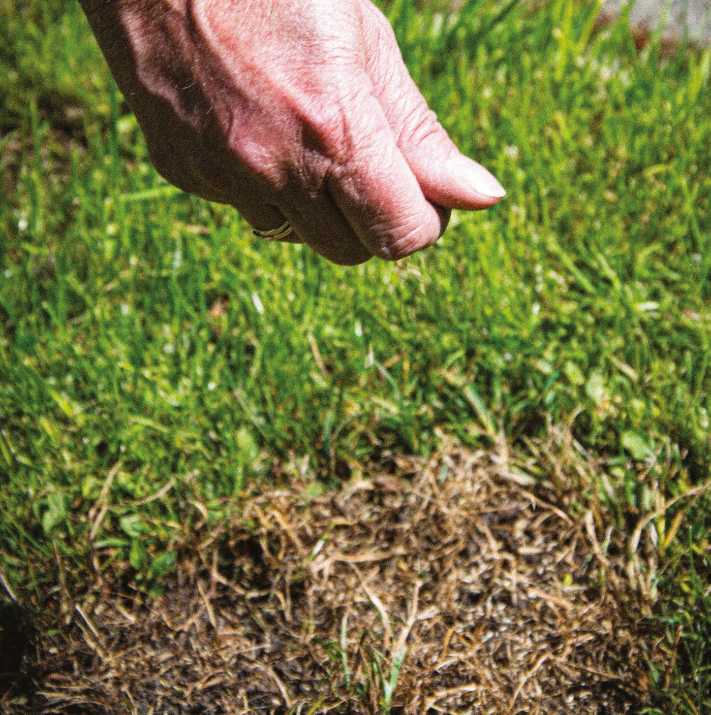 MÉLANGE REGARNISSAGE PELOUSE AB