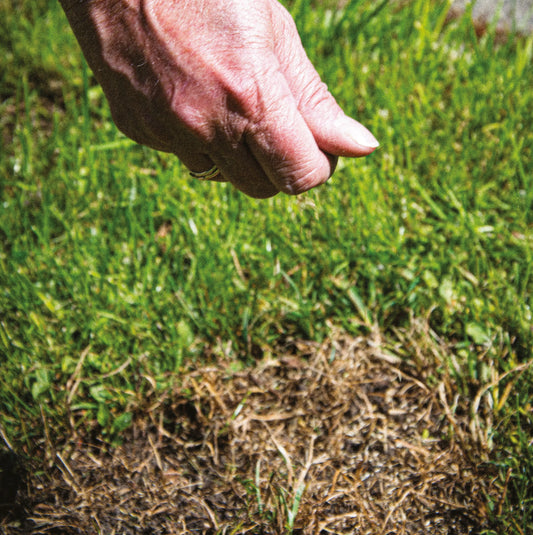 MÉLANGE REGARNISSAGE PELOUSE AB