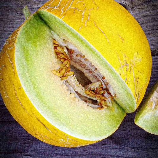 MELON BOULE D´OR AB 