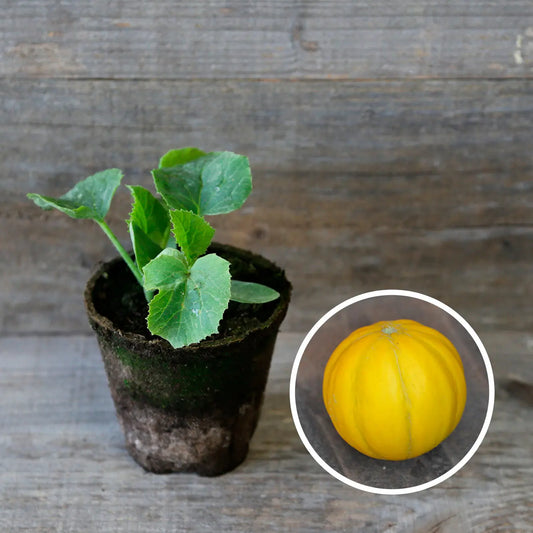 MELON BOULE D'OR AB - PLANT 