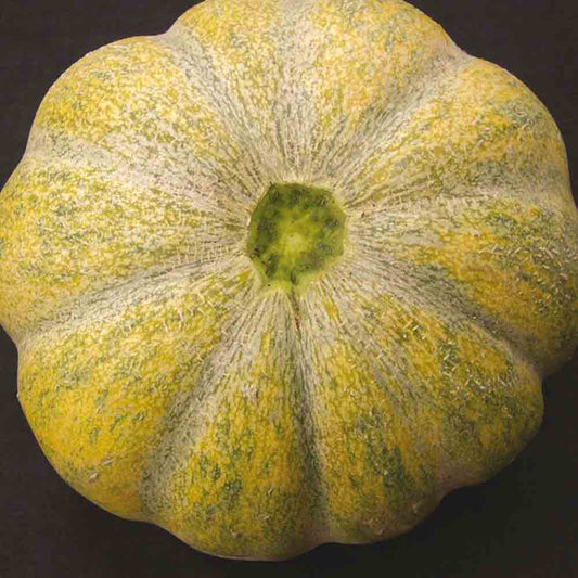 MELON MOSCATELLO AB 