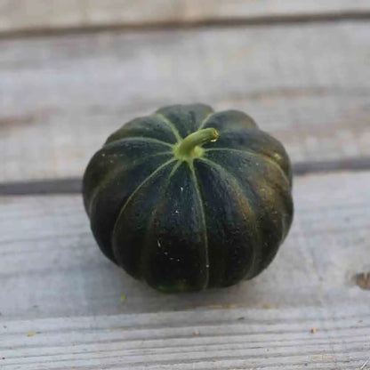 MELON NOIR DES CARMES AB 