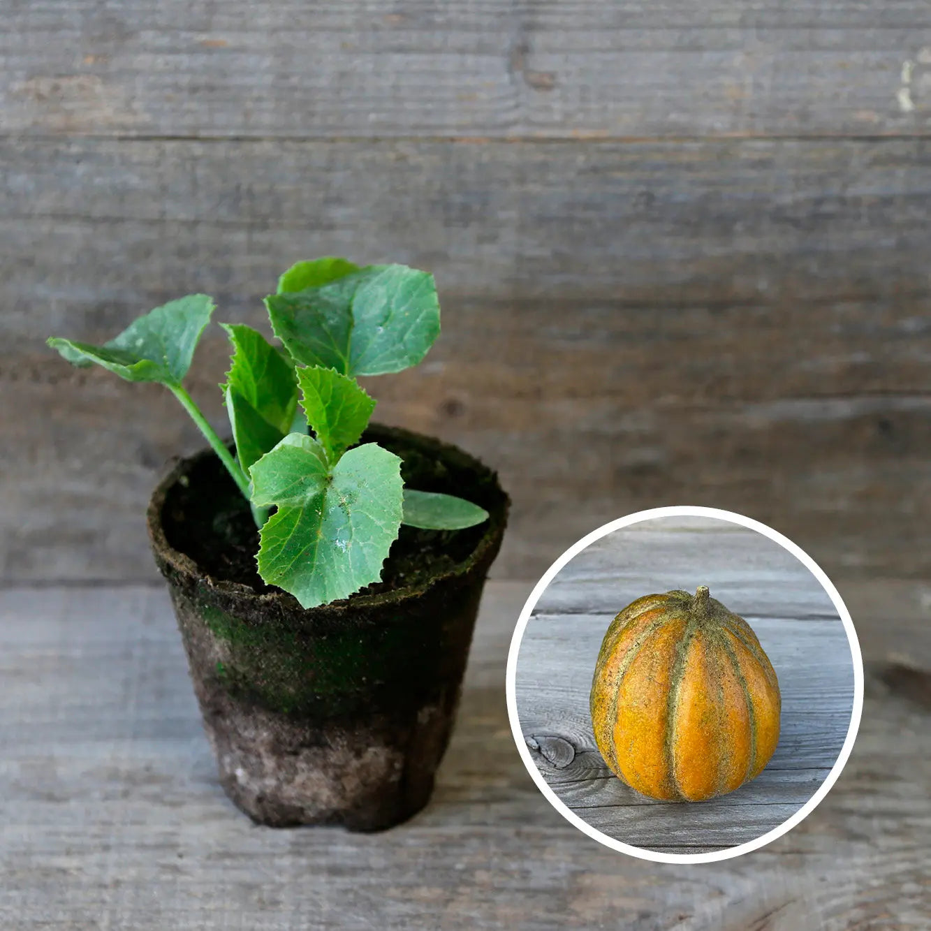 MELON OGEN AB - PLANT 