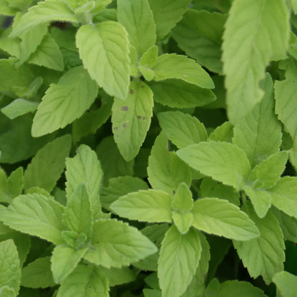 MENTHE BANANE AB - PLANT 