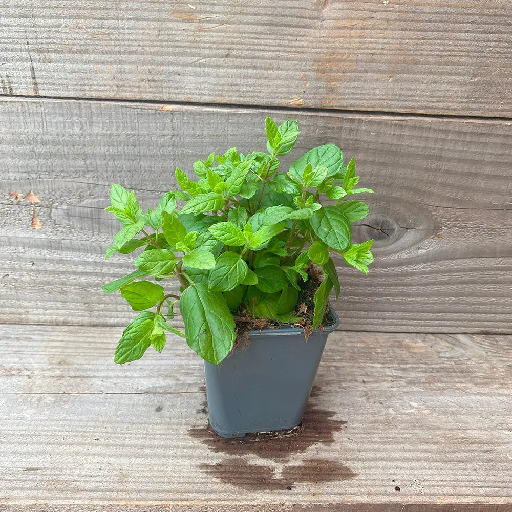 MENTHE CRISPEE AB - PLANT 