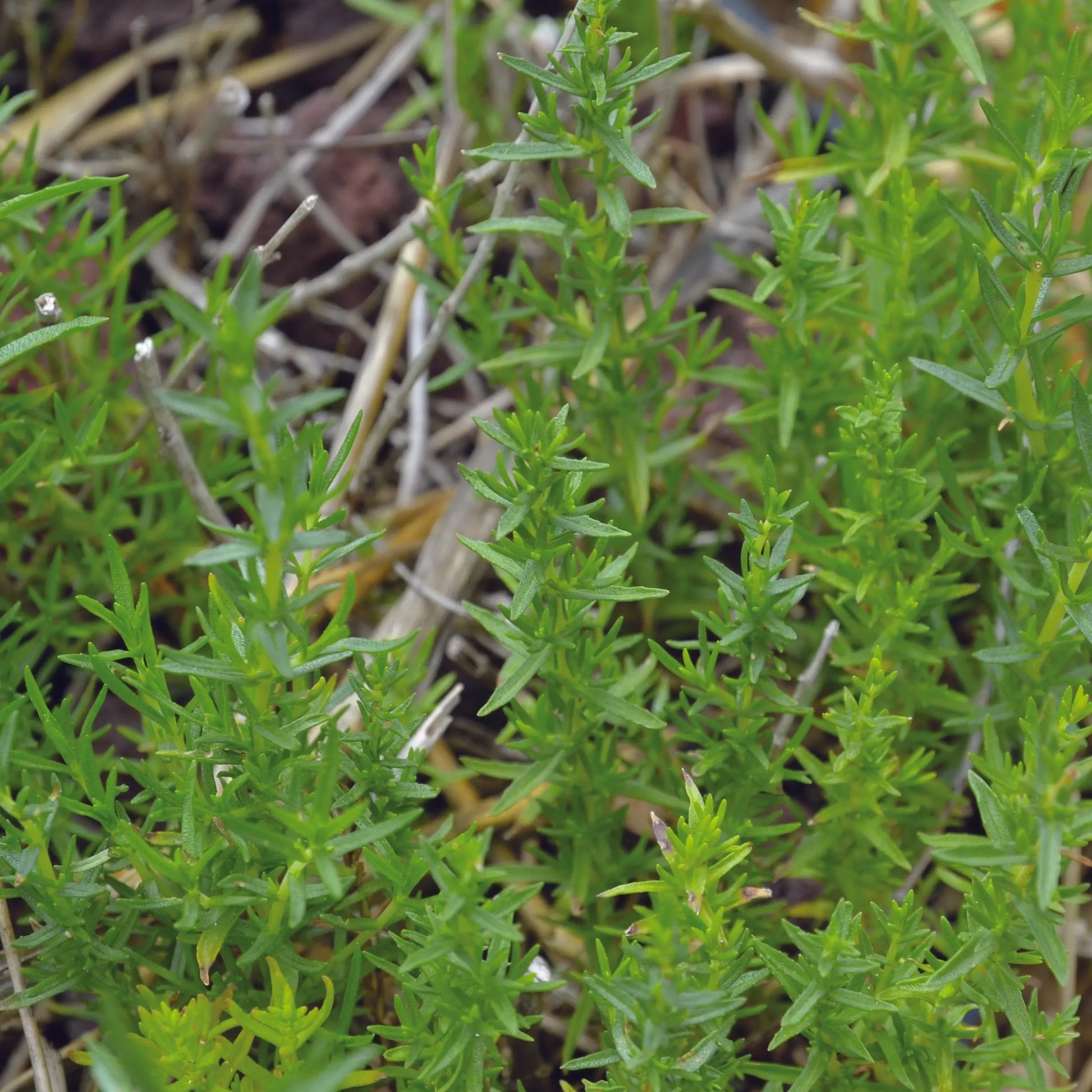 MENTHE DES CERFS AB - PLANT 