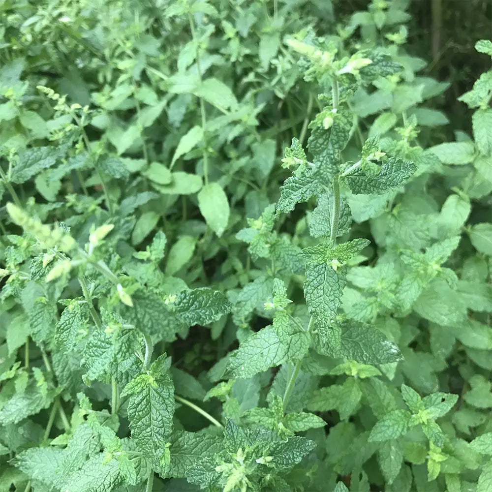 MENTHE FRAISE AB- PLANT 