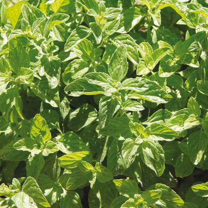 MENTHE GLACIALE OU RICQLES AB - PLANT 
