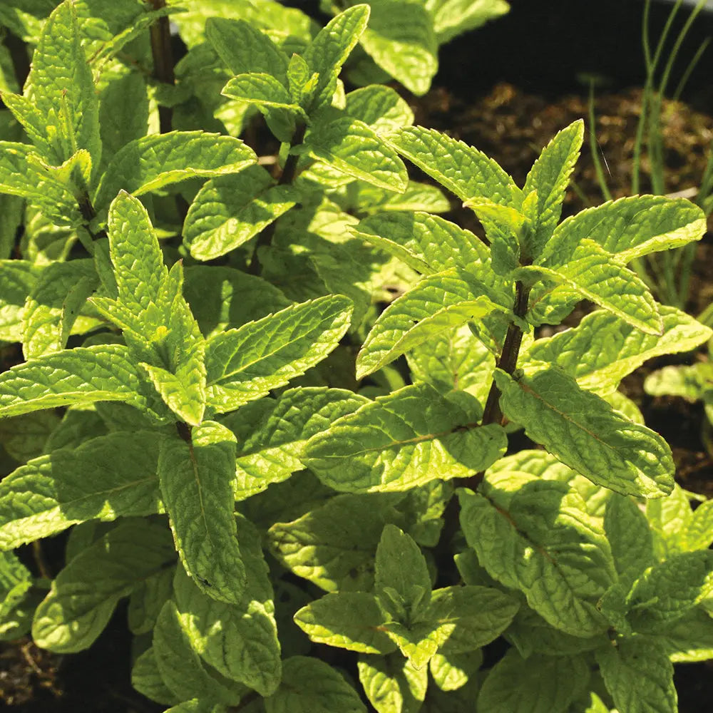 MENTHE MAROCAINE AB - PLANT 