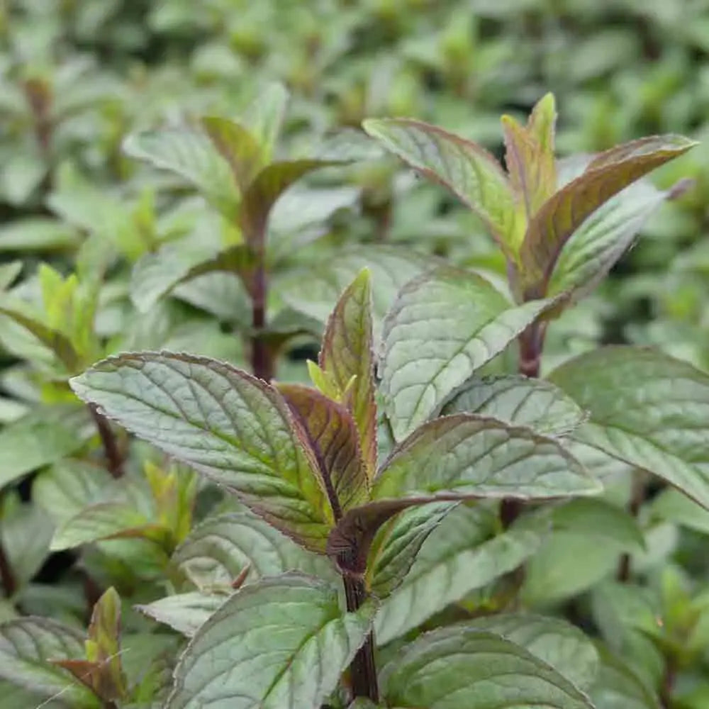 MENTHE POIVREE AB 