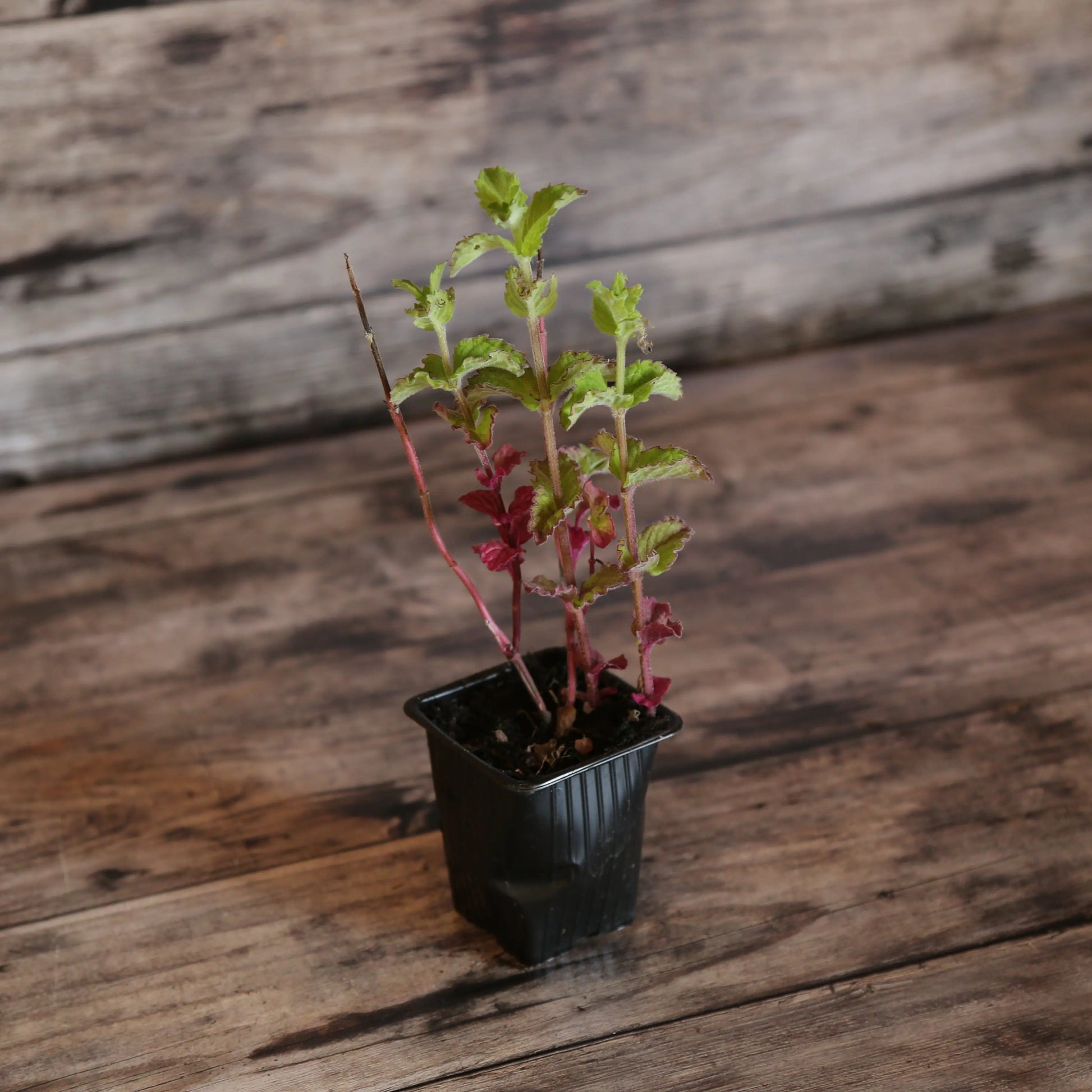 MENTHE POMME AB - PLANT 