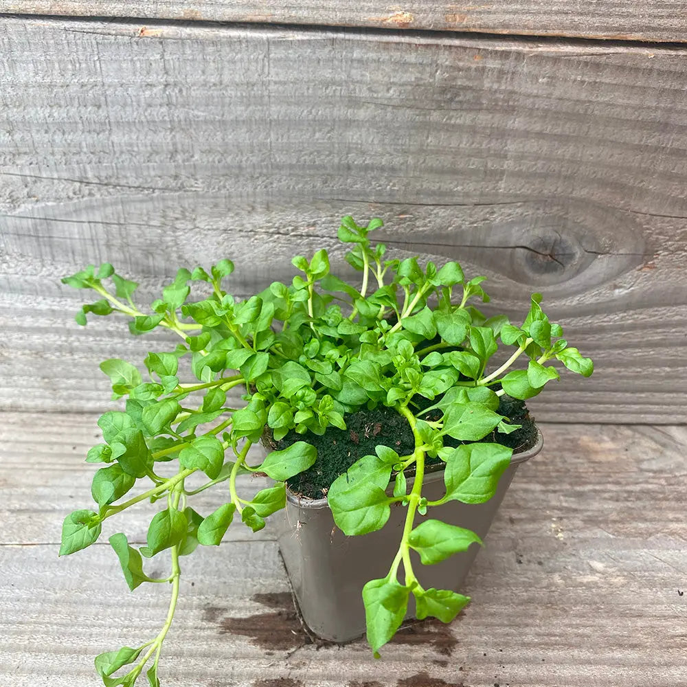 MENTHE POULIOT AB - PLANT 