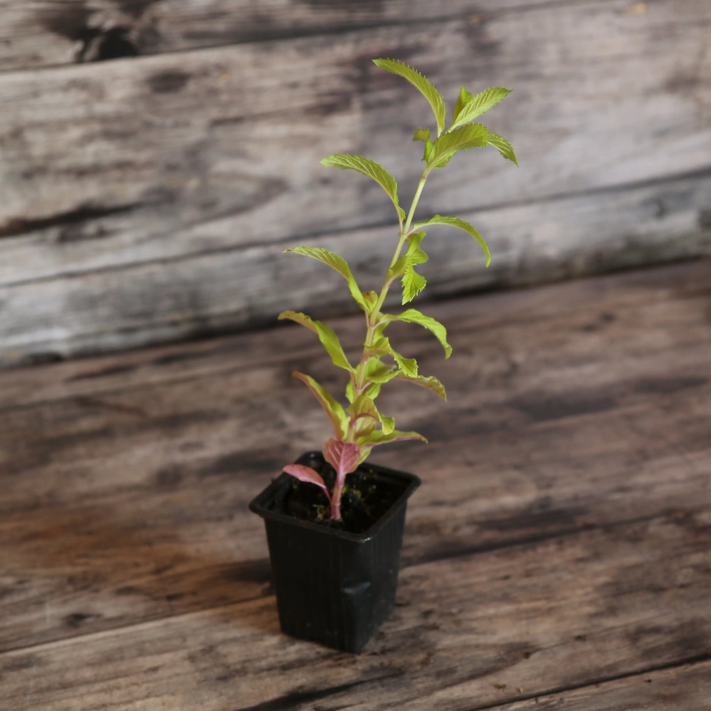 MENTHE REGLISSE AB - PLANT 