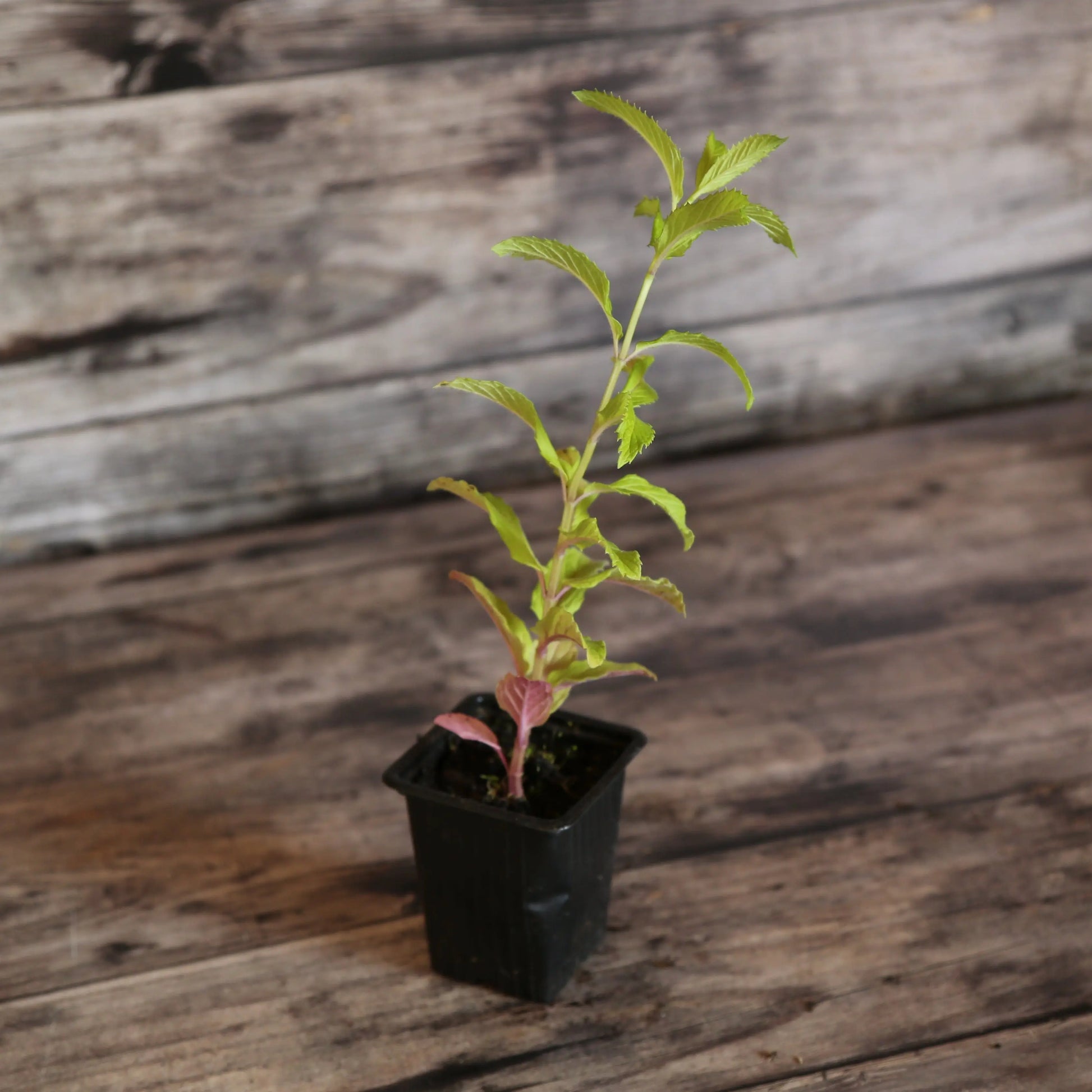 MENTHE REGLISSE AB - PLANT 