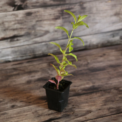 MENTHE REGLISSE AB - PLANT 