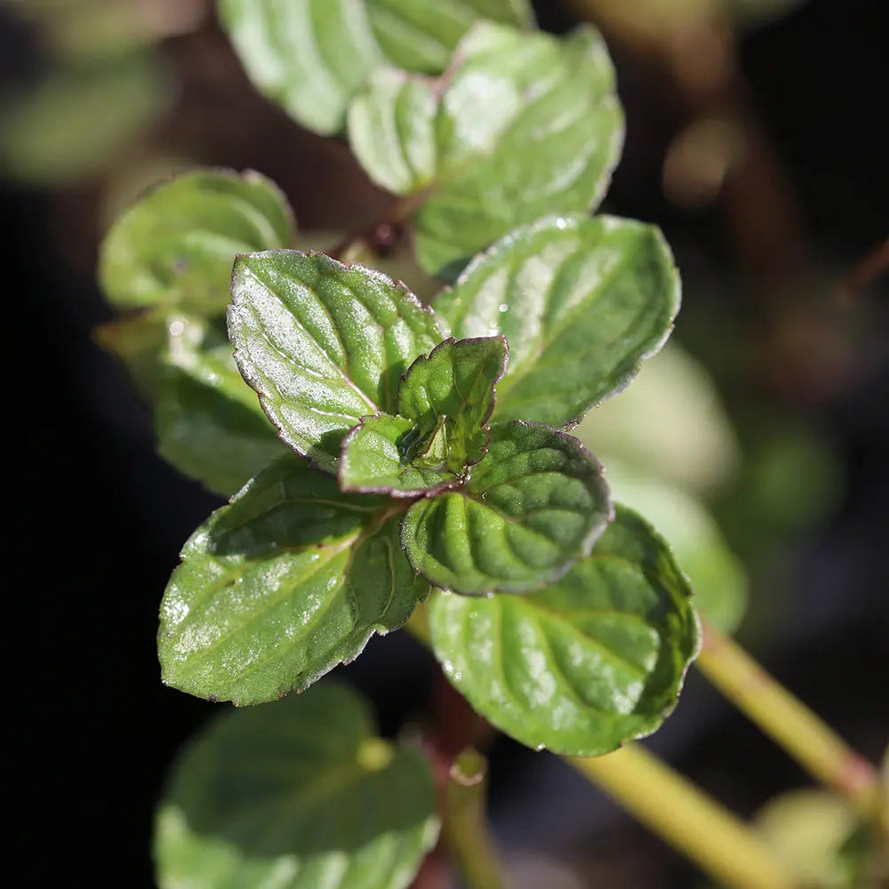 MENTHE REGLISSE AB - PLANT 