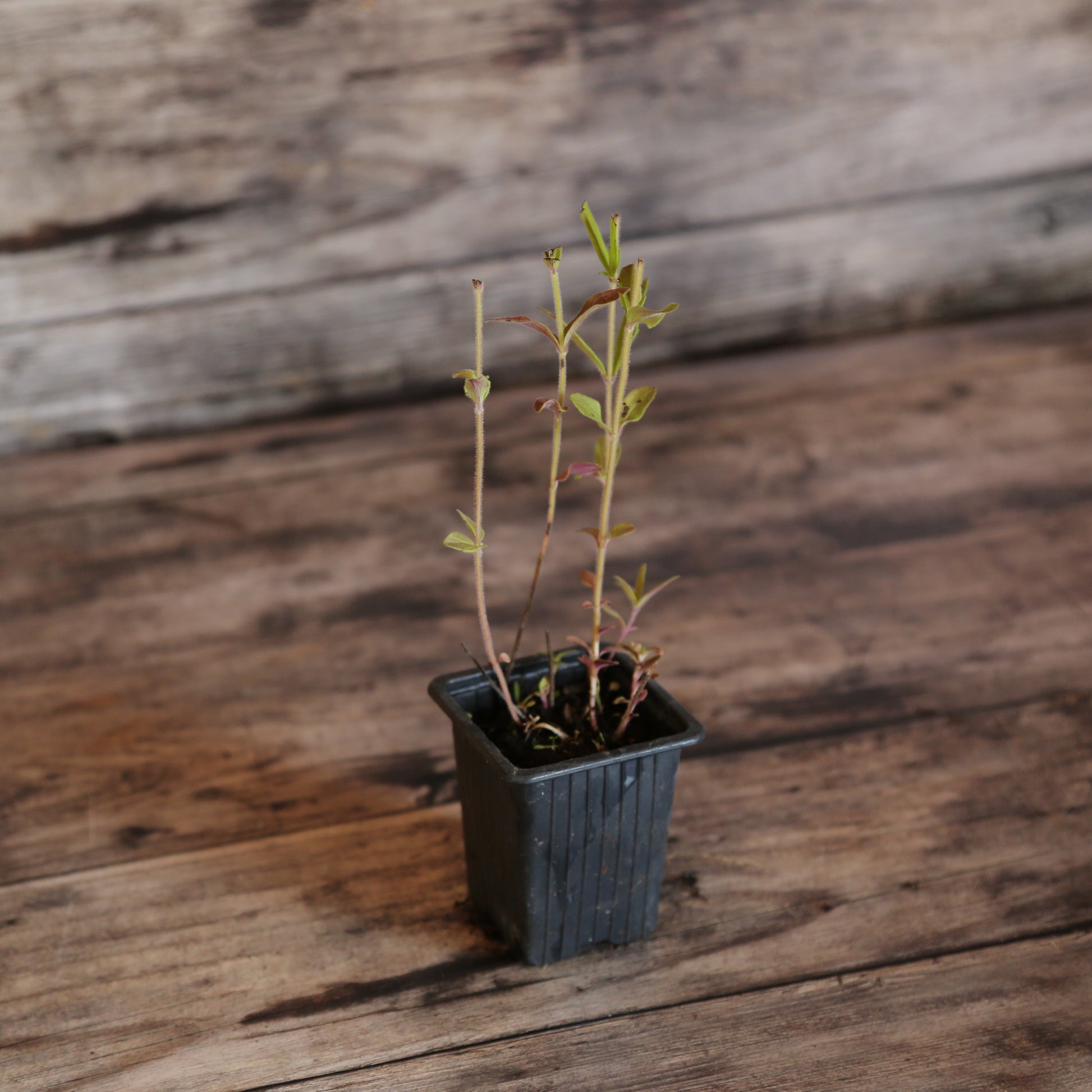 MENTHE GLACIALE OU RICQLES AB - PLANT 