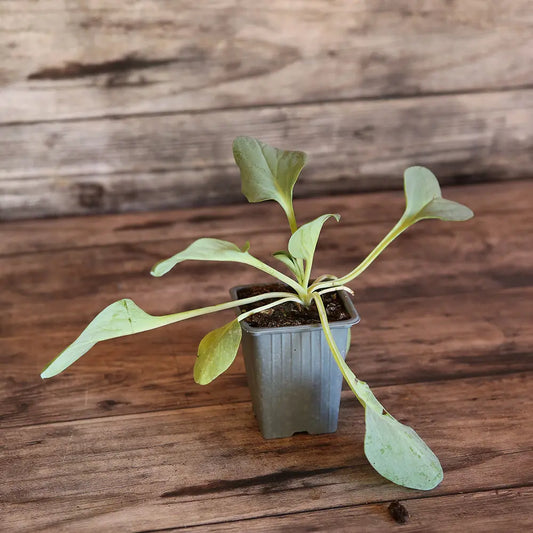 MERTENSIA MARITIMA PLANTE A HUITRE - PLANT 