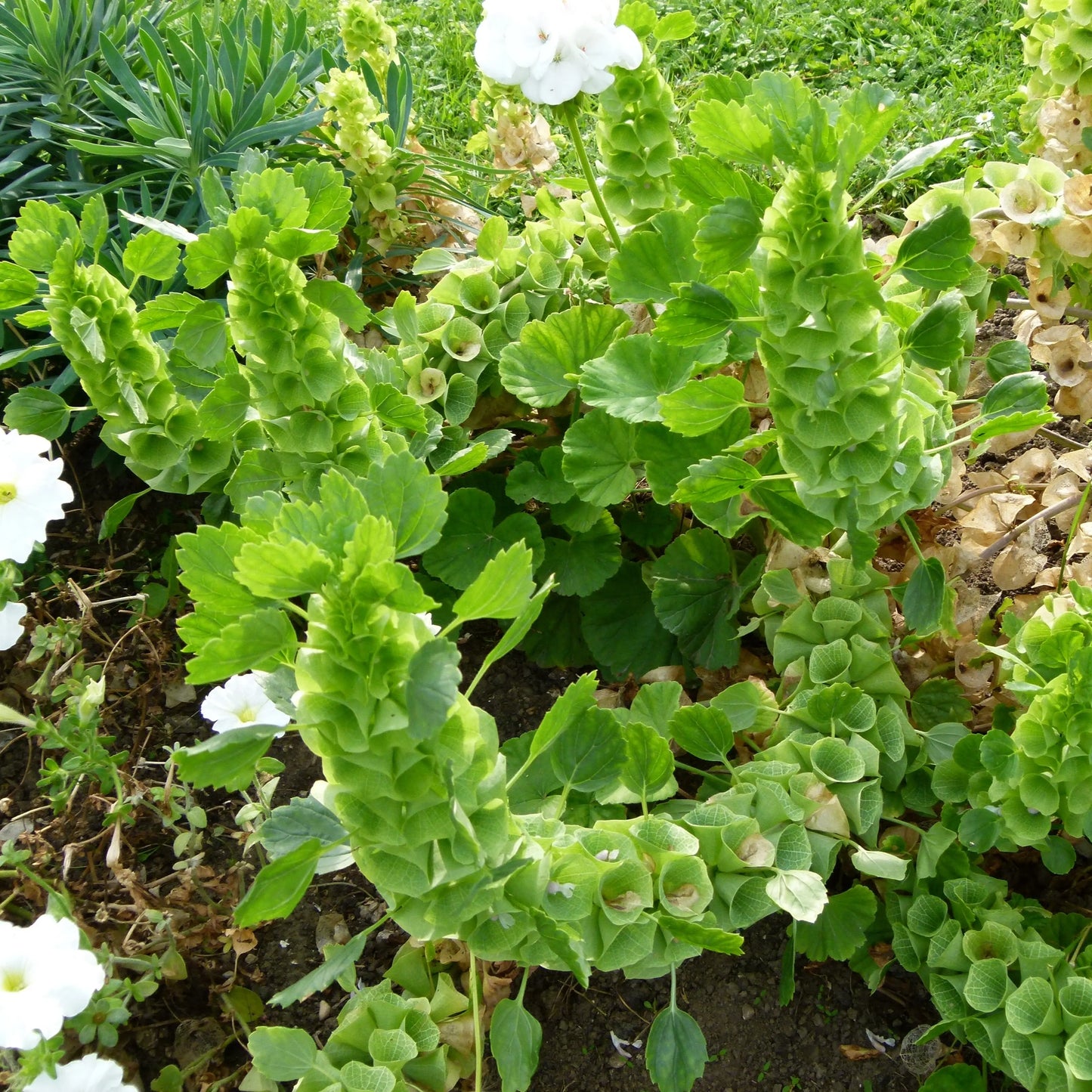 MOLUCELLE OU CLOCHETTE D'IRLANDE AB 