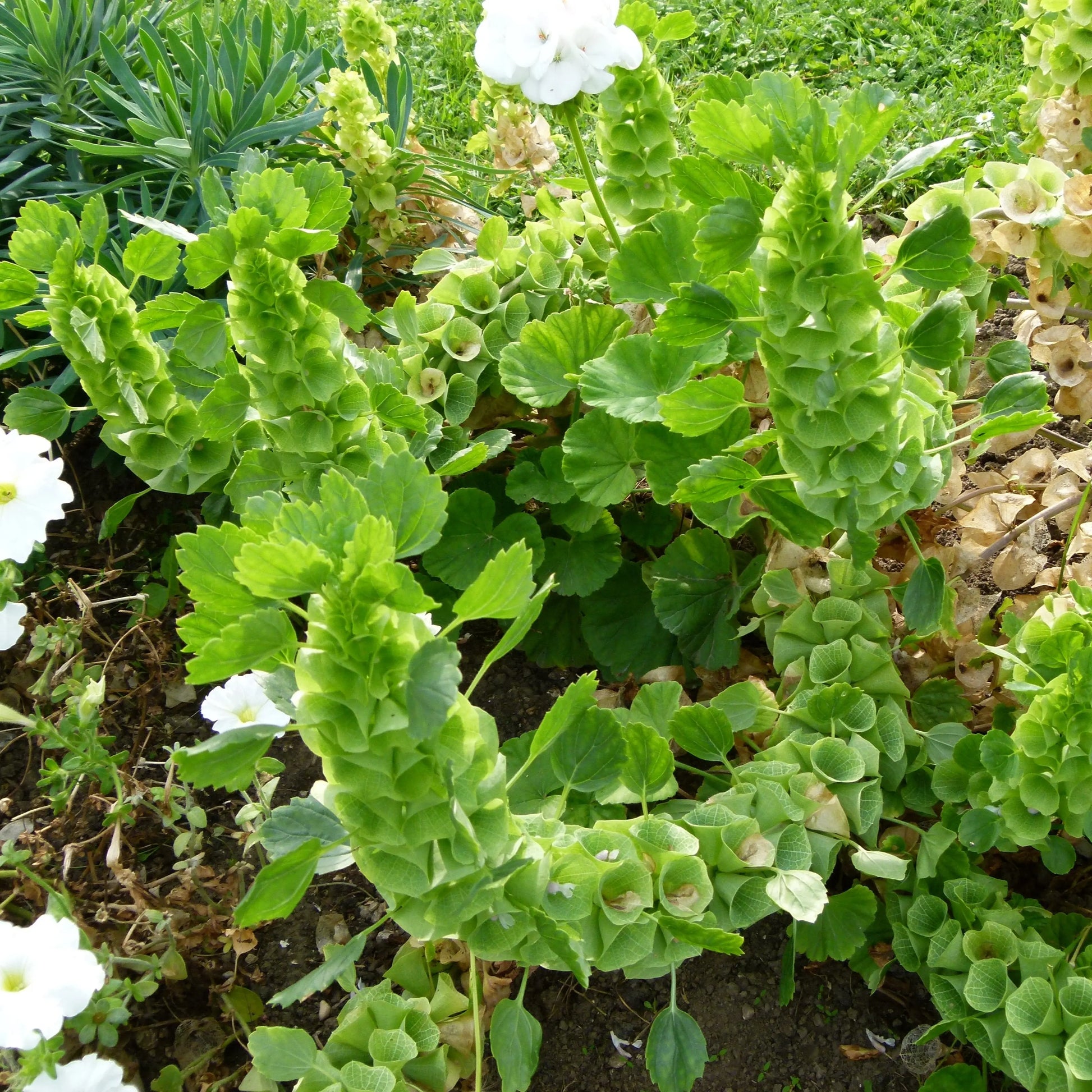 MOLUCELLE OU CLOCHETTE D'IRLANDE AB 