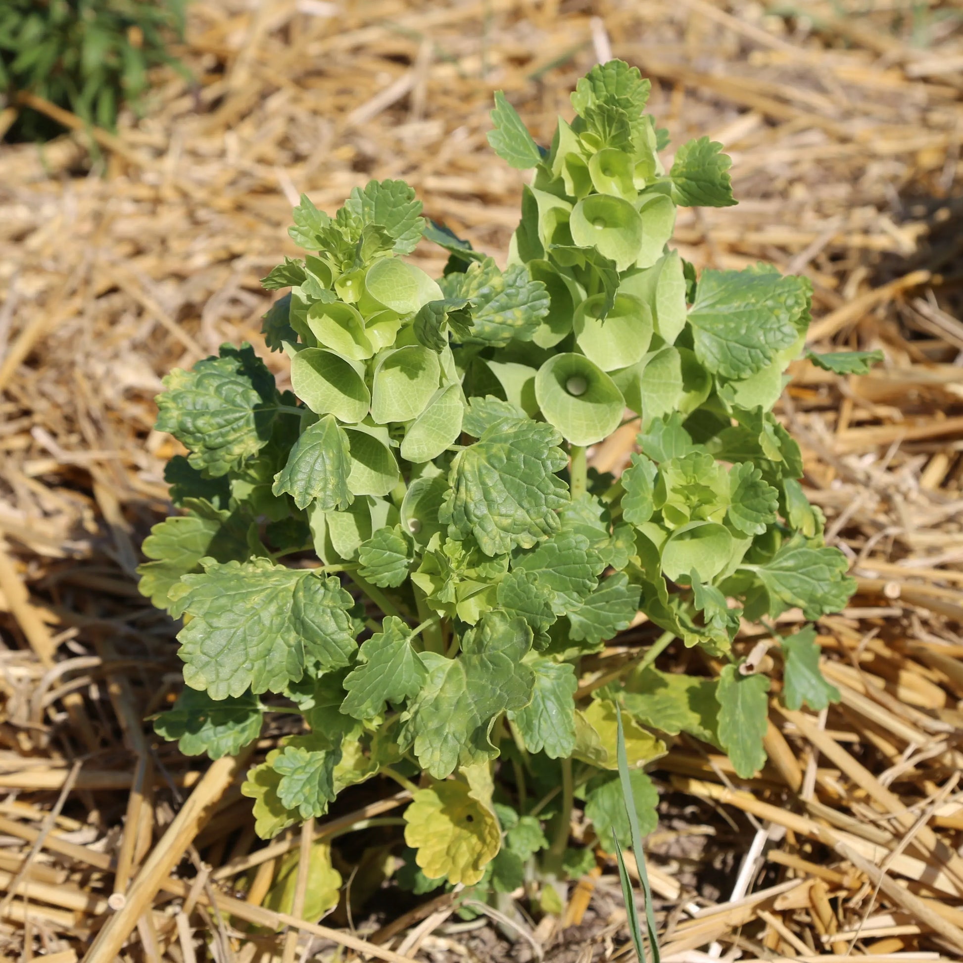 MOLUCELLE OU CLOCHETTE D'IRLANDE AB 