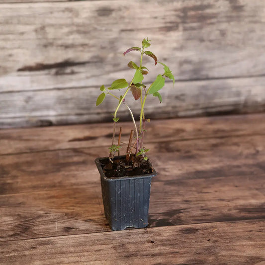 MONARDE BERGAMOTE AB - PLANT 