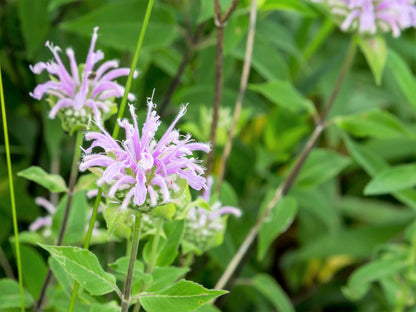 MONARDE BERGAMOTE SAUVAGE NT 