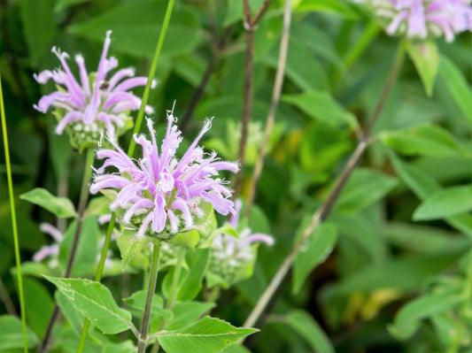 MONARDE BERGAMOTE SAUVAGE NT 