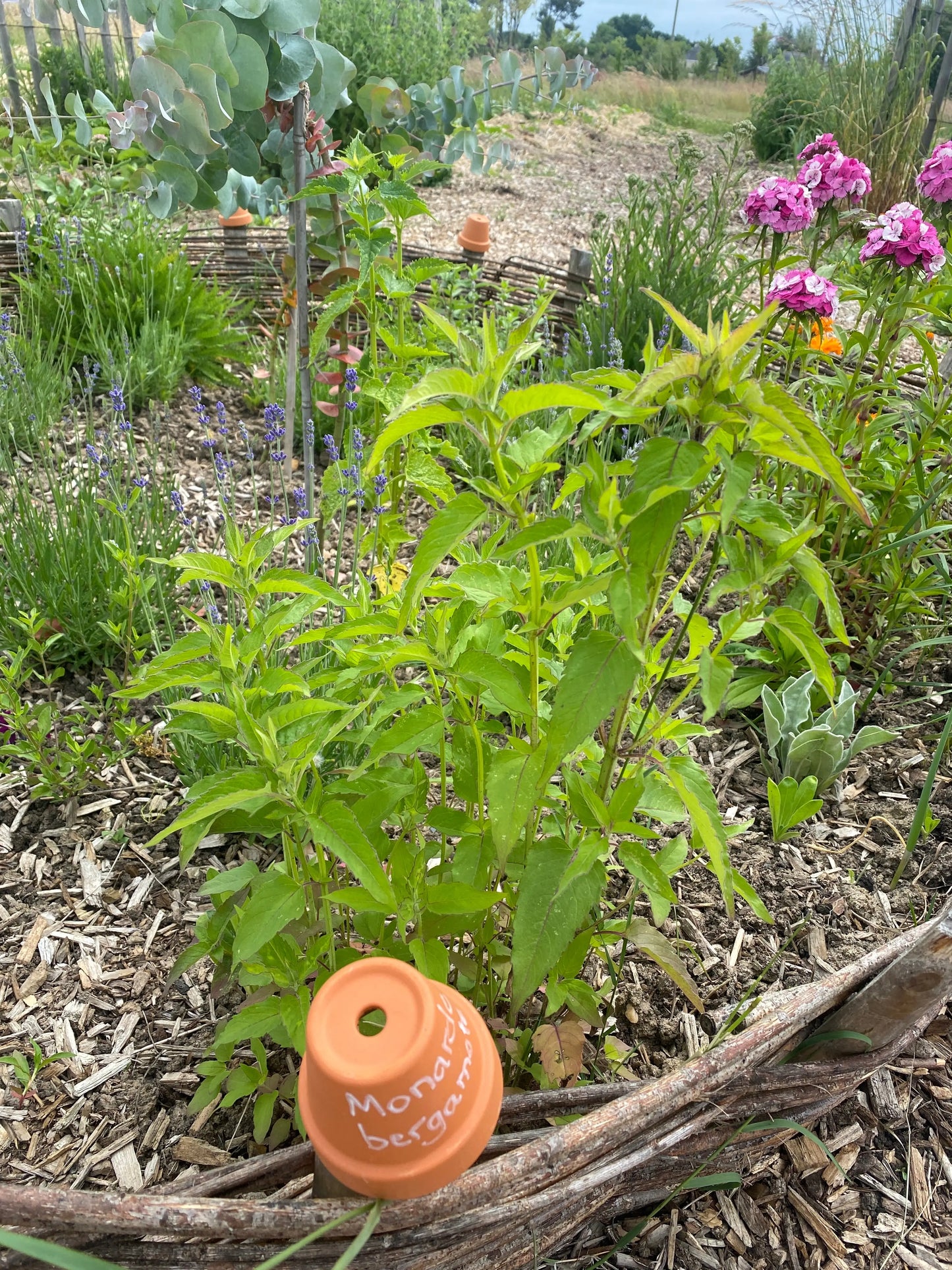 MONARDE BERGAMOTE SAUVAGE NT 
