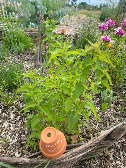 MONARDE BERGAMOTE SAUVAGE NT 