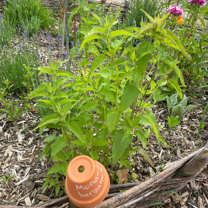MONARDE BERGAMOTE SAUVAGE NT 