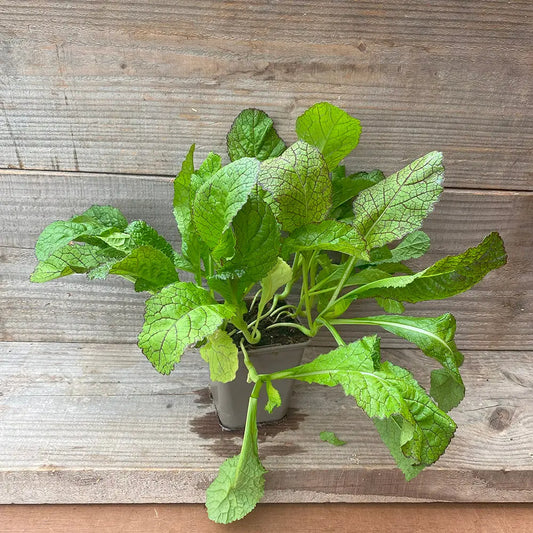 MOUTARDE DE CHINE RED GIANT AB - PLANT 